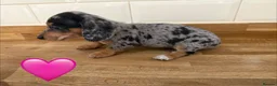 Miniature Dachshund dogs for sale: Beautiful Dapples 5 Star Licensed 5 Star reviews  - Advert 19