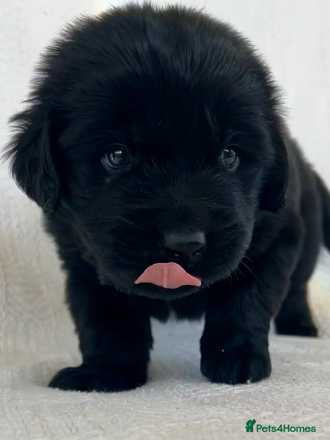 Newfoundland dogs for sale: KC Registered Newfoundland Puppies - Advert 16