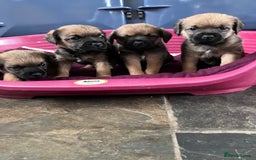 Border Terrier dogs for sale: 4 gorgeous boys  - Image 2