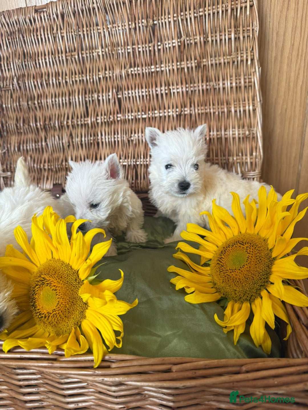 West Highland Terrier dogs for sale: Westie puppies  - Image 8
