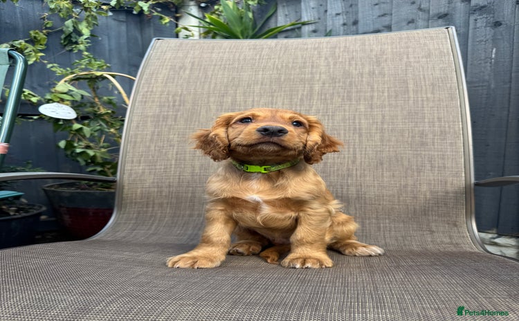 Cocker Spaniel dogs - Advert 12