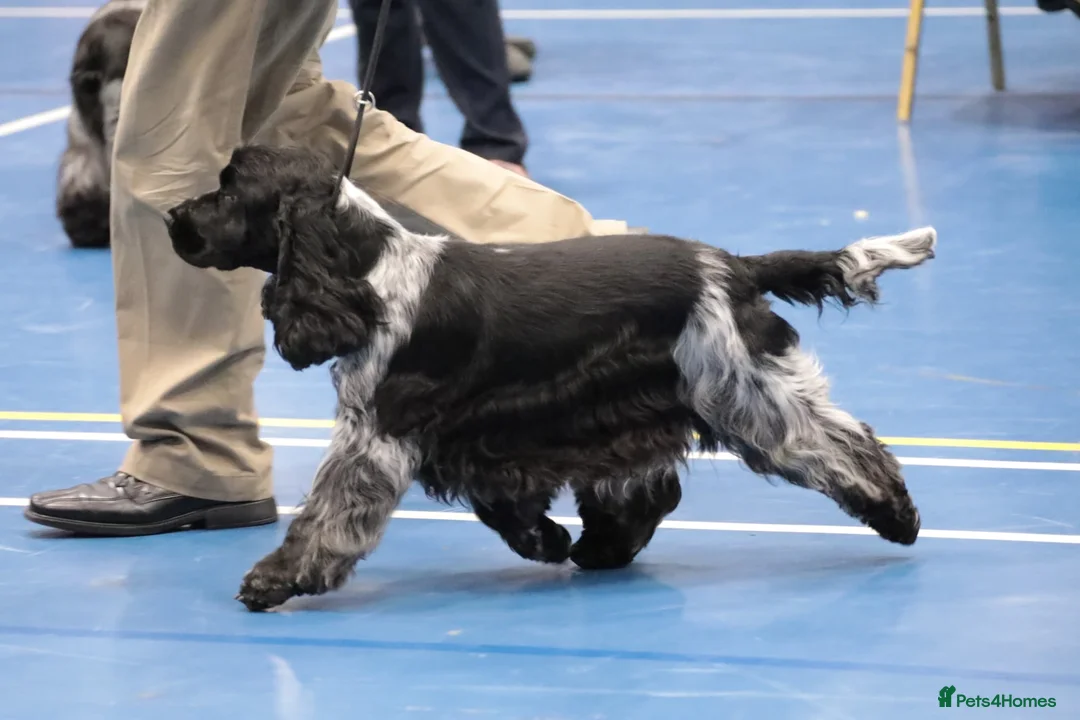 Cocker Spaniel dogs for stud: Show cocker spaniel stud dog  in Leven - Advert 8