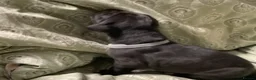 Great Dane dogs for sale: Great Dane puppies for sale - Advert 24