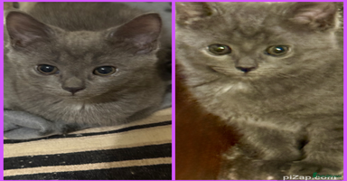 Mixed Breed cats - Advert 7