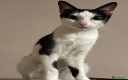 British Shorthair cats for sale: Kittens to go asap - Image 1