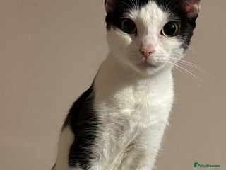 British Shorthair cats - Advert 2