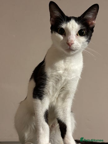 British Shorthair cats - Advert 4