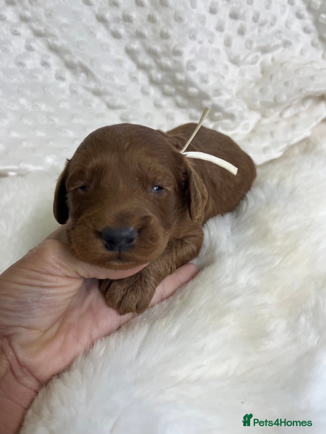 Goldendoodle dogs for sale: multigenerational Australian Golden doubledoodles - Image 7