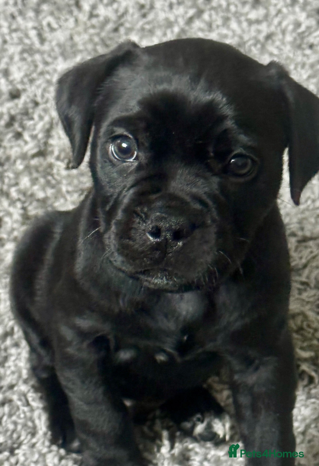 Mixed Breed dogs LOVING HOME WANTED FOR OUR BEAUTIFUL BOY 💙 - Advert 1