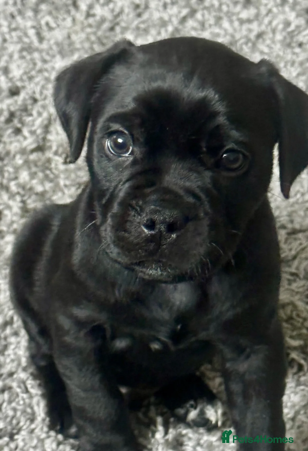 Mixed Breed dogs for sale: LOVING HOME WANTED FOR OUR BEAUTIFUL BOY 💙 in Newcastle upon Tyne - Advert 1