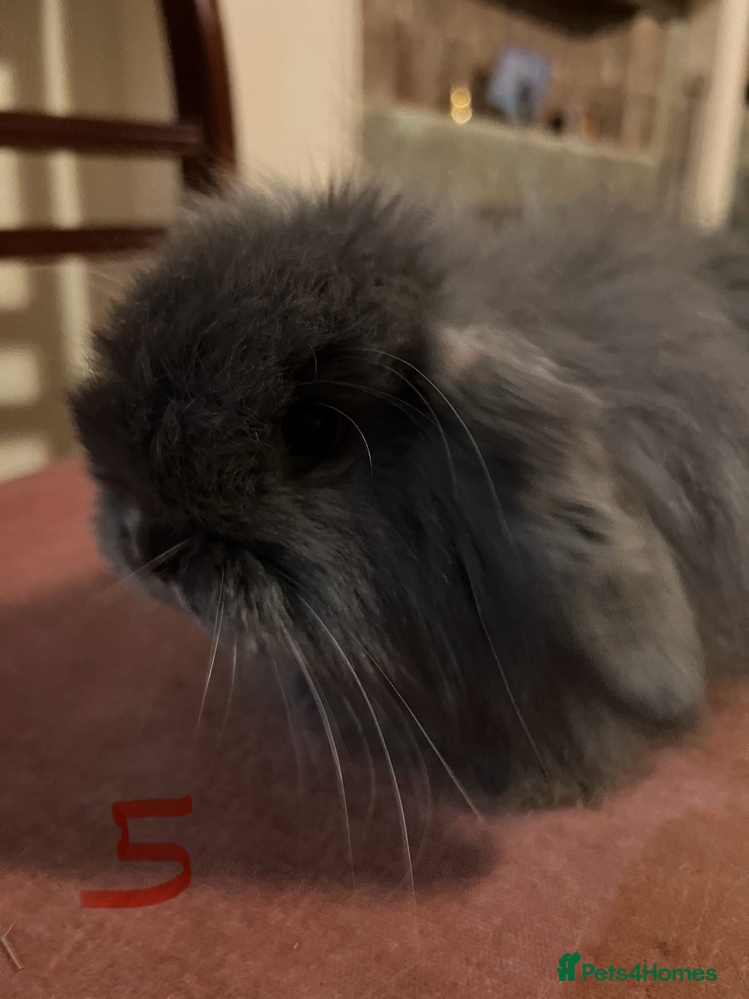 Mini Lop rabbits for sale: Fabulous Super Friendly Mini Lops - Advert 18