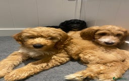 Irish Doodle dogs for sale: Toy Irish Doodle Puppies,1st vac and ready to go!  - Image 38