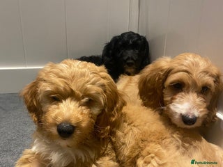 Irish Doodle dogs - Advert 19