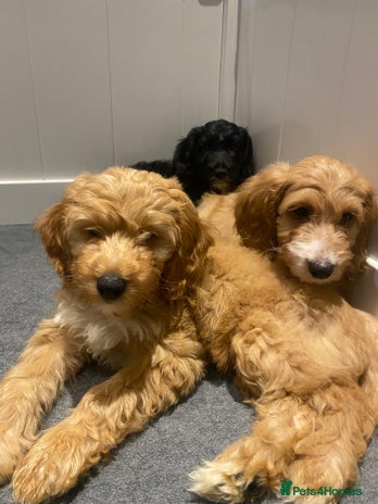 Irish Doodle dogs - Advert 2