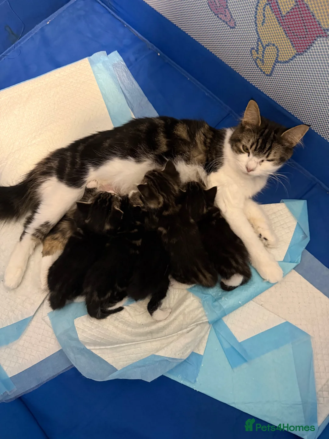 Mixed Breed cats for sale: Male kitten  - Advert 2