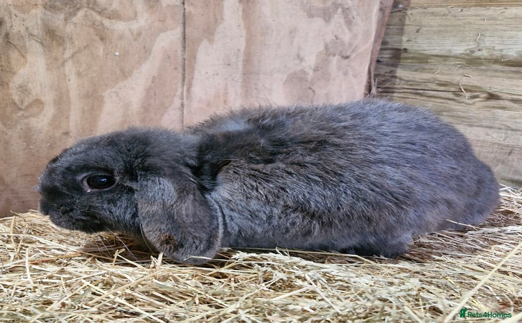 Mini Lop rabbits in Andover - Advert 7