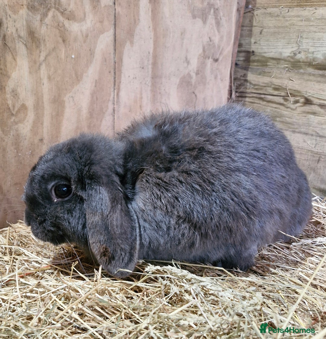 Mini Lop rabbits for sale: Mini Lop female rabbit  in Andover - Image 1