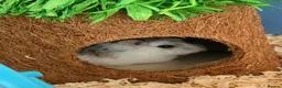 Hamster rodents for sale: Male Robo Dwarf Hamster in Liverpool - Advert 1