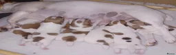 Jack Russell dogs for sale:  Minature Jack Russell Terrier Puppies. - Advert 5