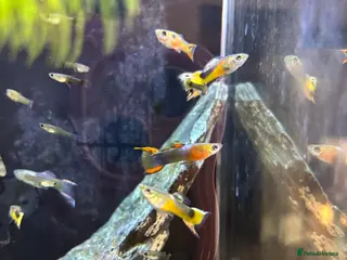 Live Bearers fish Guppies and plecos for sale - Advert 12