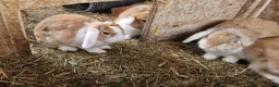 Dwarf Lop rabbits for sale: Friendly, lovely, laidback dwarf lop girls🐰🥰 - Advert 9