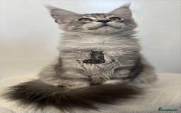 Maine Coon cats for sale: Maine Coon boy male blue silver tabby TICA ready  - Advert 9