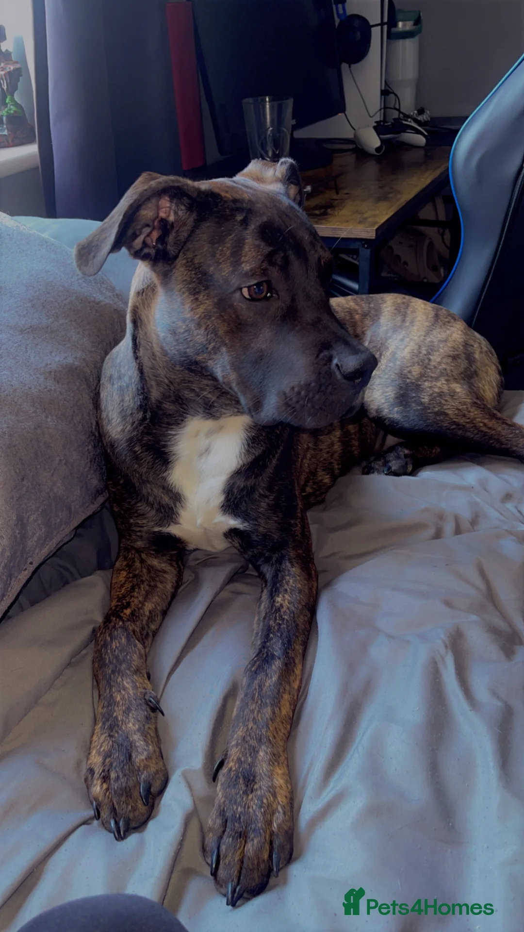 Mixed Breed dogs for sale: Cane Corso   - Advert 8