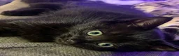Mixed Breed cats for sale: 3 beautiful kittens for sale  - Advert 4