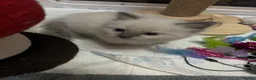 Ragdoll cats for sale: Beautiful Ragdoll Kittens in Durham - Advert 11