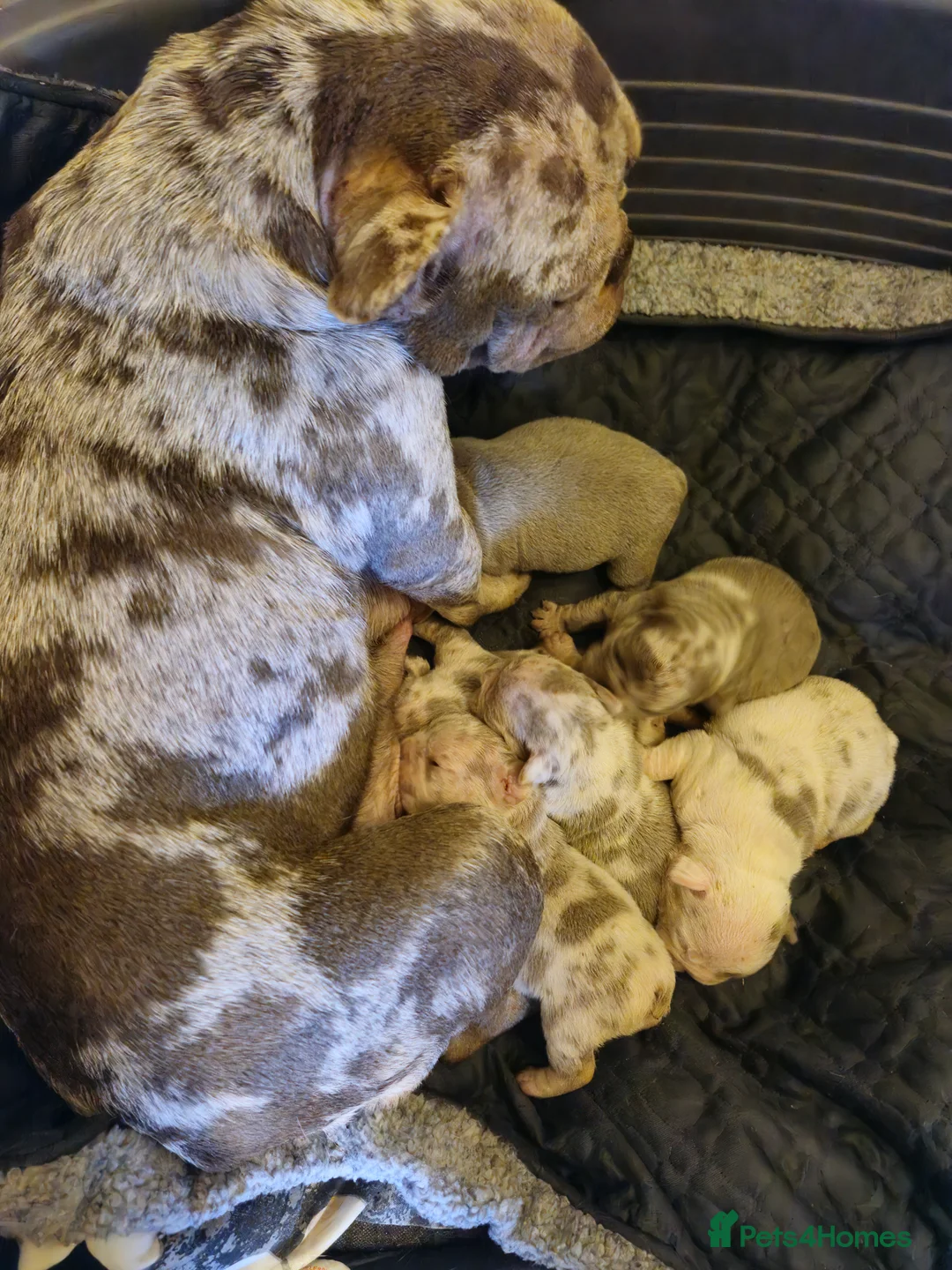 French Bulldog dogs for sale: Stunning dwkc merle french bulldogs  - Advert 30