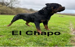 Rottweiler dogs for sale: 🔥2 chunky KC REGISTERED Rottwieler puppies 🔥 - Image 5