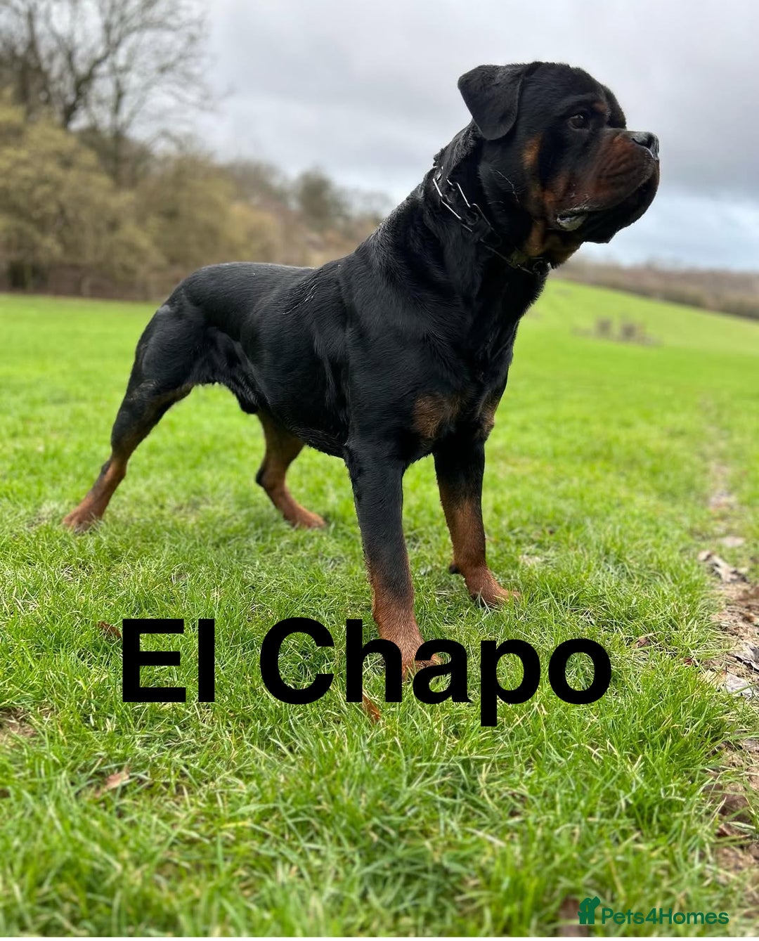 Rottweiler dogs for sale: 🔥2 chunky KC REGISTERED Rottwieler puppies 🔥 - Image 5