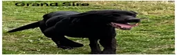 Labrador Retriever dogs for sale: Beautiful KC pups,health tested parents&many FTCHs - Advert 8