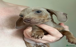 Dachshund dogs for sale: Daschund puppies  - Image 3