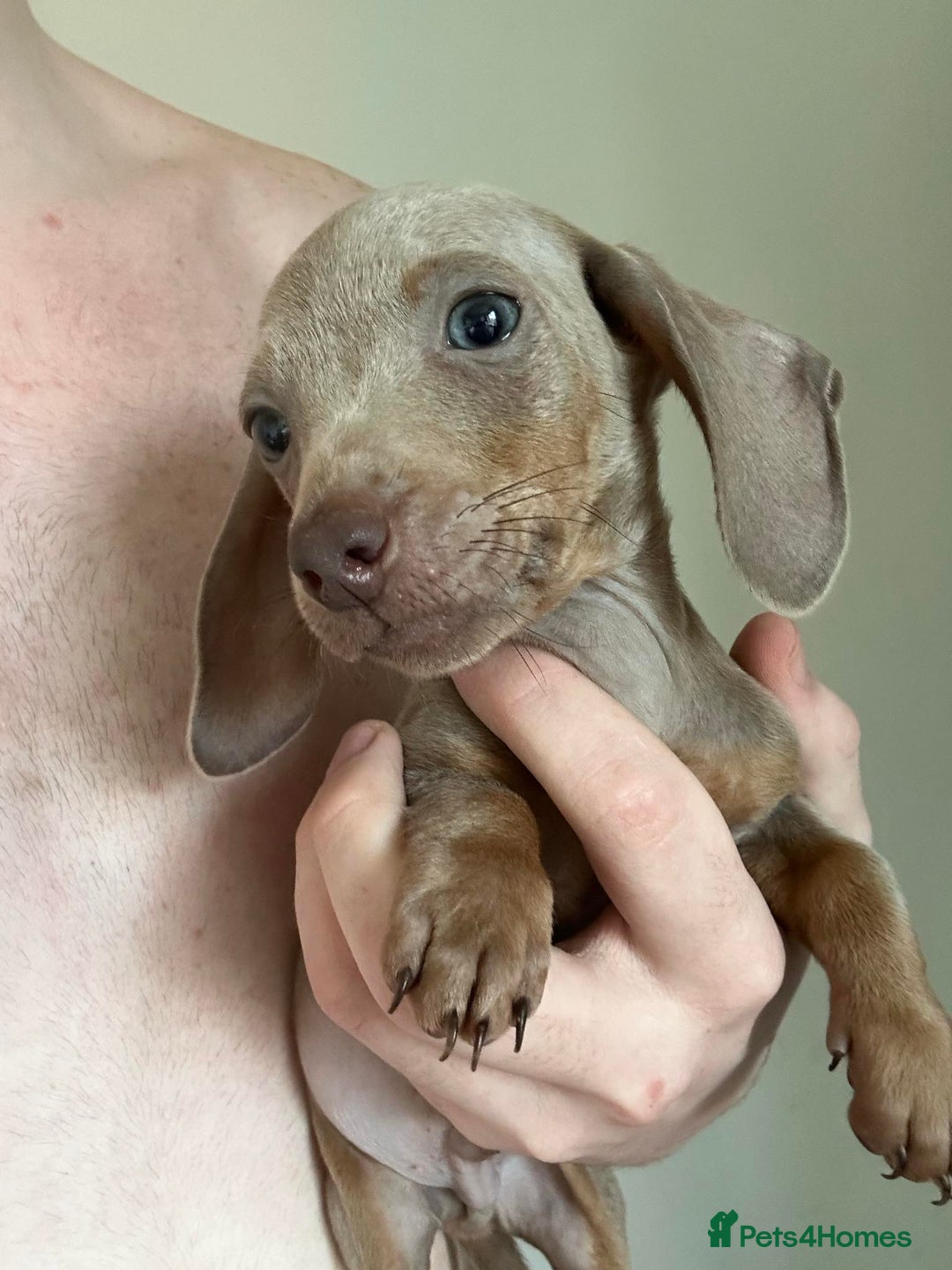 Dachshund dogs for sale: Daschund puppies  - Image 3