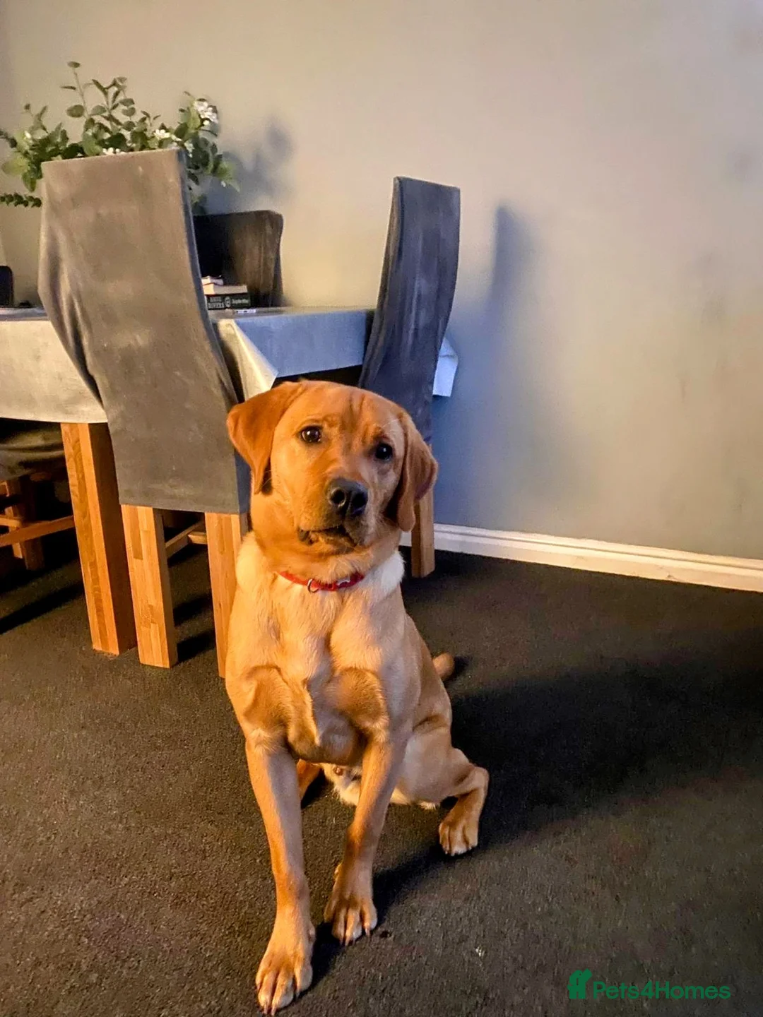Labrador Retriever dogs for stud: Teddy  in Nottingham - Advert 1