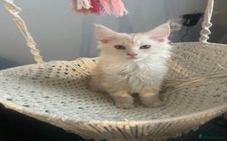 Maine Coon cats for sale: Main Coon kittens for sale - Image 28