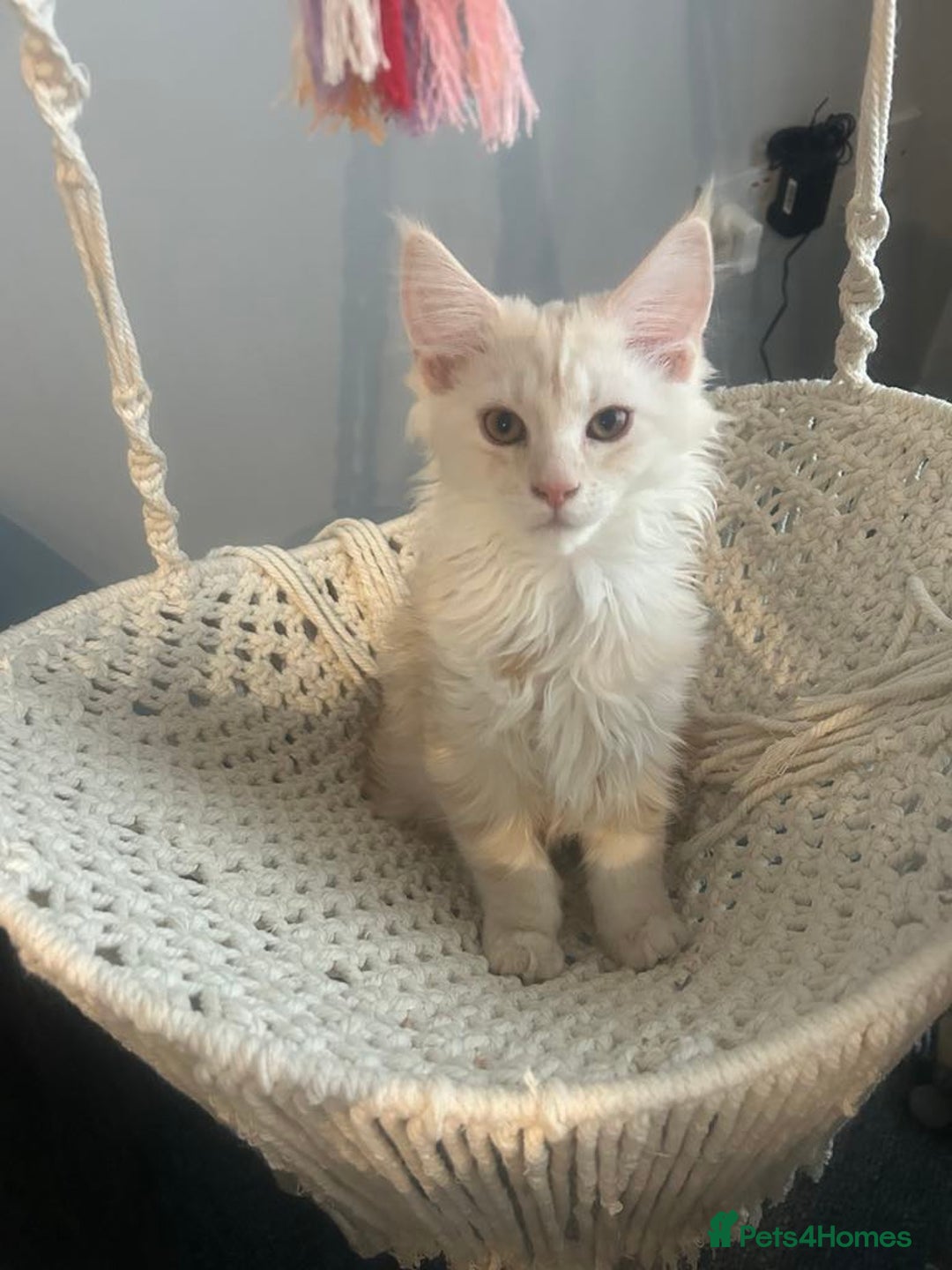 Maine Coon cats for sale: Main Coon kittens for sale - Image 28
