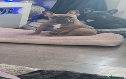 French Bulldog dogs for sale: 2 male frenchies  - Image 6