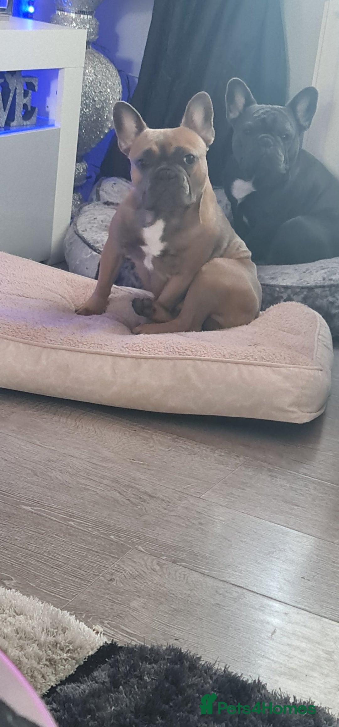 French Bulldog dogs for sale: 2 male frenchies  - Image 6