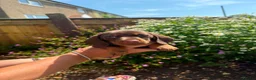 Miniature Dachshund dogs for sale: Beautiful Miniture Dachshund Babies - Advert 4