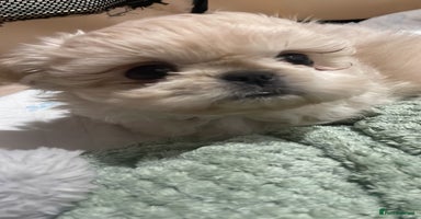 Shih Tzu dogs - Advert 13