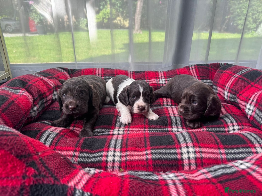 Cocker Spaniel dogs for sale: Cocker spaniel puppies  - Image 3