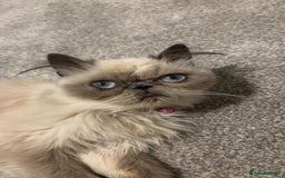 Persian cats for sale: Persian cat - Image 4