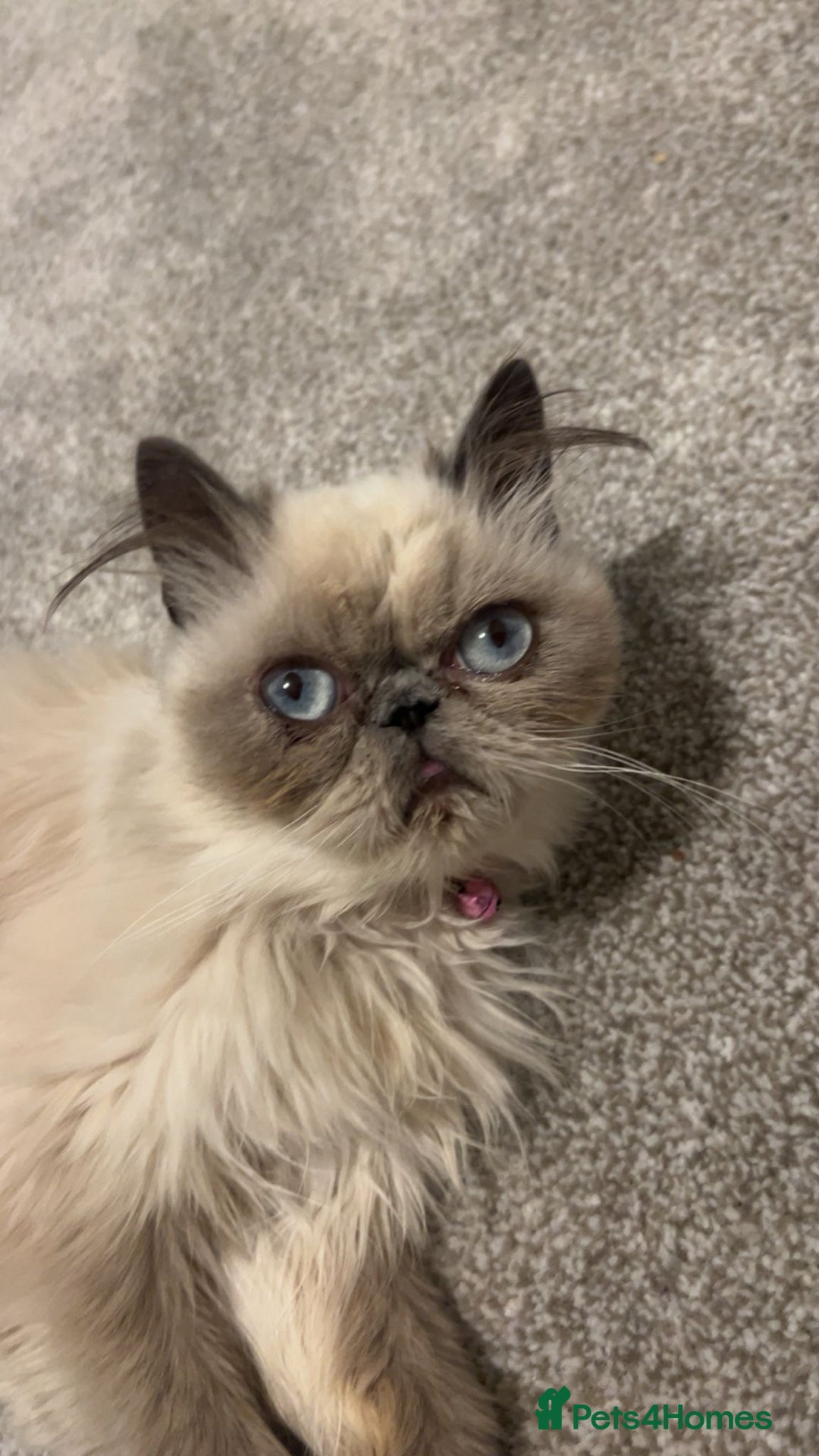 Persian cats for sale: Persian cat - Image 4