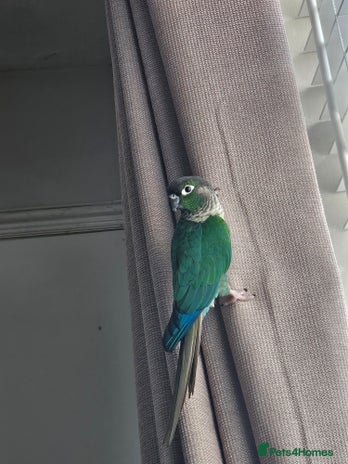 Conures birds - Advert 5