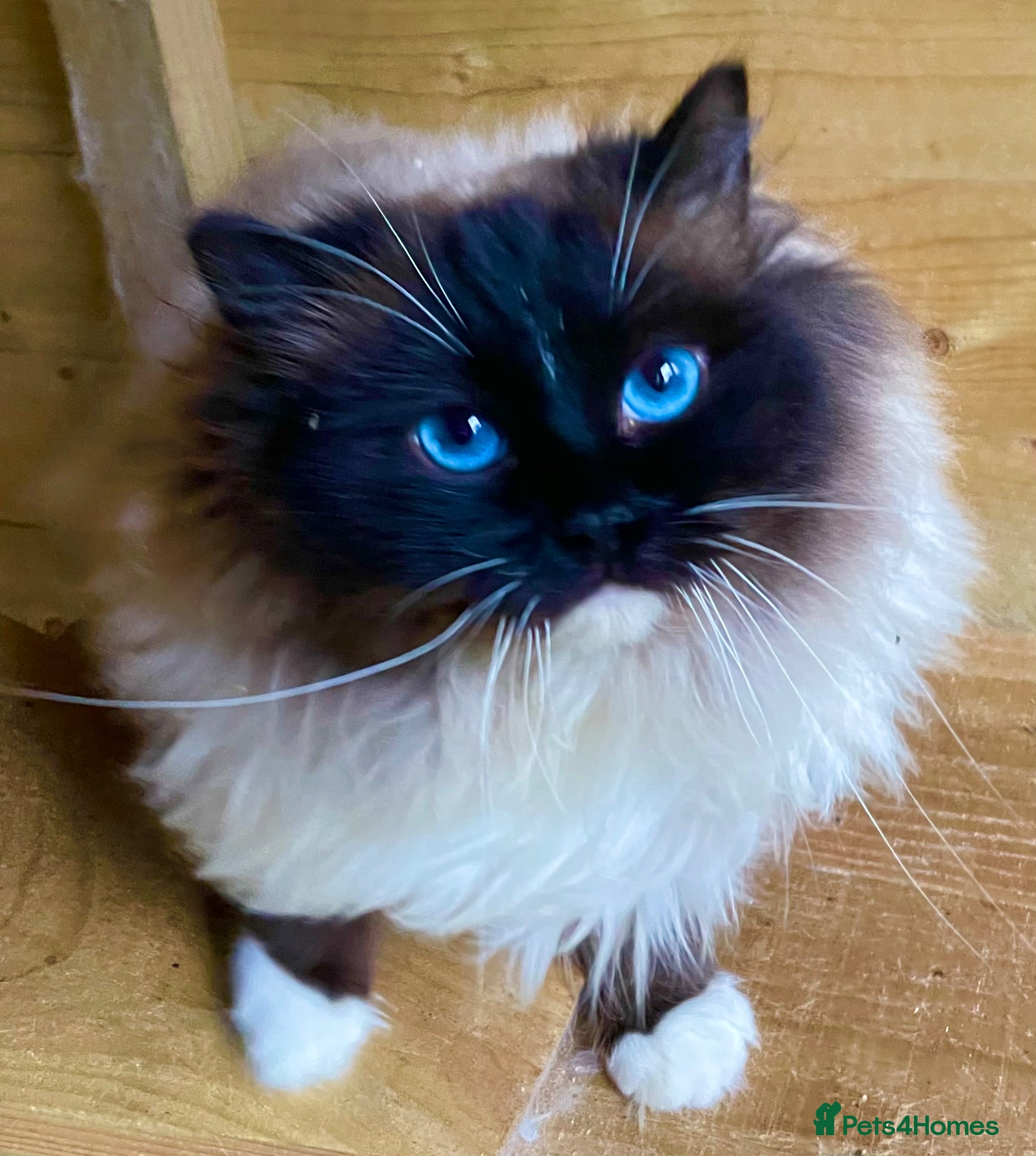 Ragdoll cats for stud: Active stud available GCCF  - Advert 1
