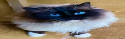 Ragdoll cats for stud: Active stud available GCCF  - Advert 1