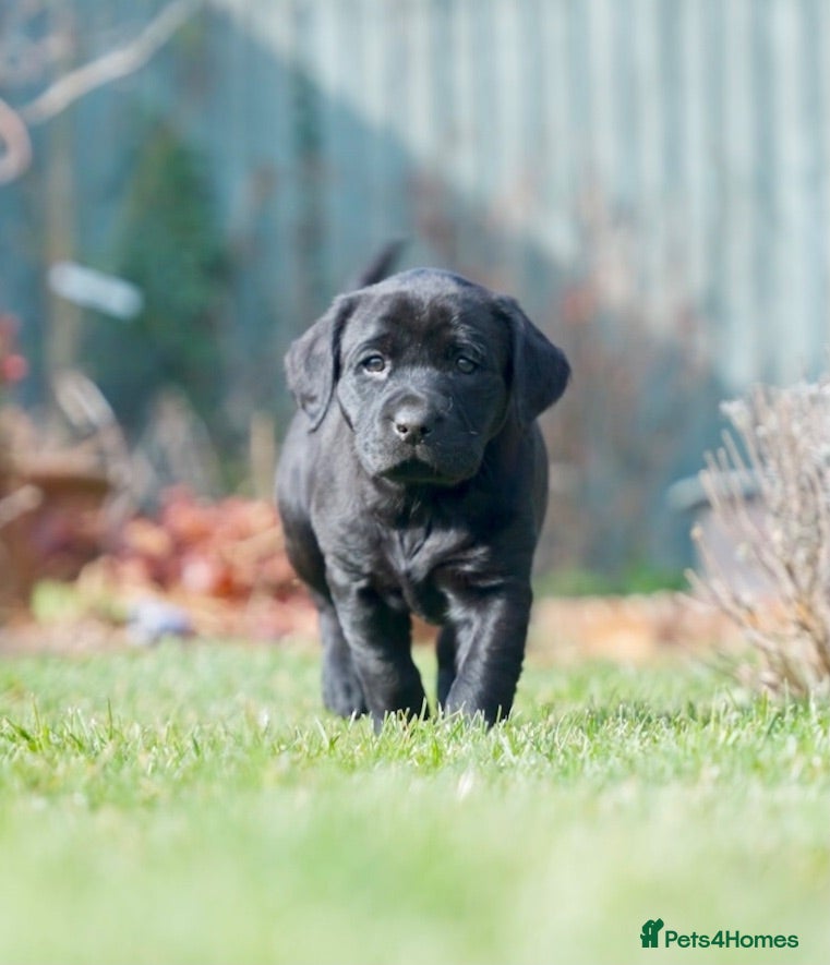 Labrador Retriever dogs Stunning Black Labrador Pups - Advert 1