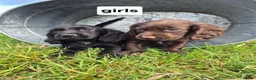 Cocker Spaniel dogs for sale: Cocker spaniel pups - Advert 3